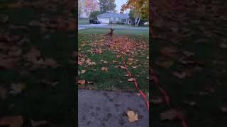 Video preview image #1 Mutt Puppy For Sale in Rootstown, OH, USA