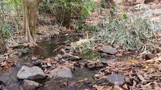 കണ്ണവം വനം... പെരുവ കാനന കാഴ്ച്ചകൾ