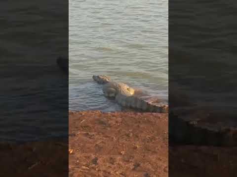 Jacaré  na Represa de Vicentinopolis Goiás