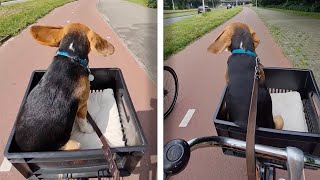 Dog Enjoys Relaxing Ride In Bicycle Basket