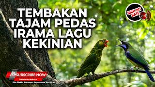 Download lagu 🔴 Tembakan Tajam Pedas Irama Lagu Kekinian Cungkok Gacor vs Masteran Perkici dan Serindit Cililin mp3