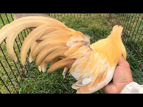 Trying out new incubator, new bird and more chicks. (Old English & Azteca Bantams) EP 34.