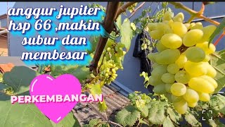 Tabulampot anggur jupiter dan trans 66 hsp