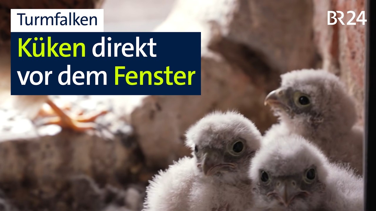 Seit drei Jahren brüten bei ihnen Turmfalken vor dem Dachbodenfenster | Abendschau | BR24