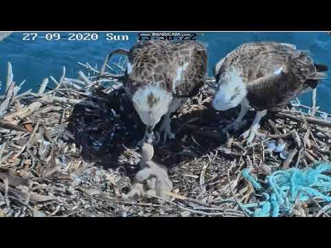 Rybołów australijski Port Lincoln - następne karmienie, Taps tym razem karmiony 2020 09 27