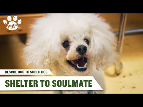 The Dog That Helped Her Heal | Rescue Dog to Super Dog UK S1 E2 | Pets Up Close