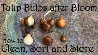 Tulip Bulbs after Bloom | How to Clean, Sort and Store