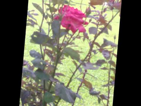 Sarara hawa farara pipala.. by Junu Rijal Kafle