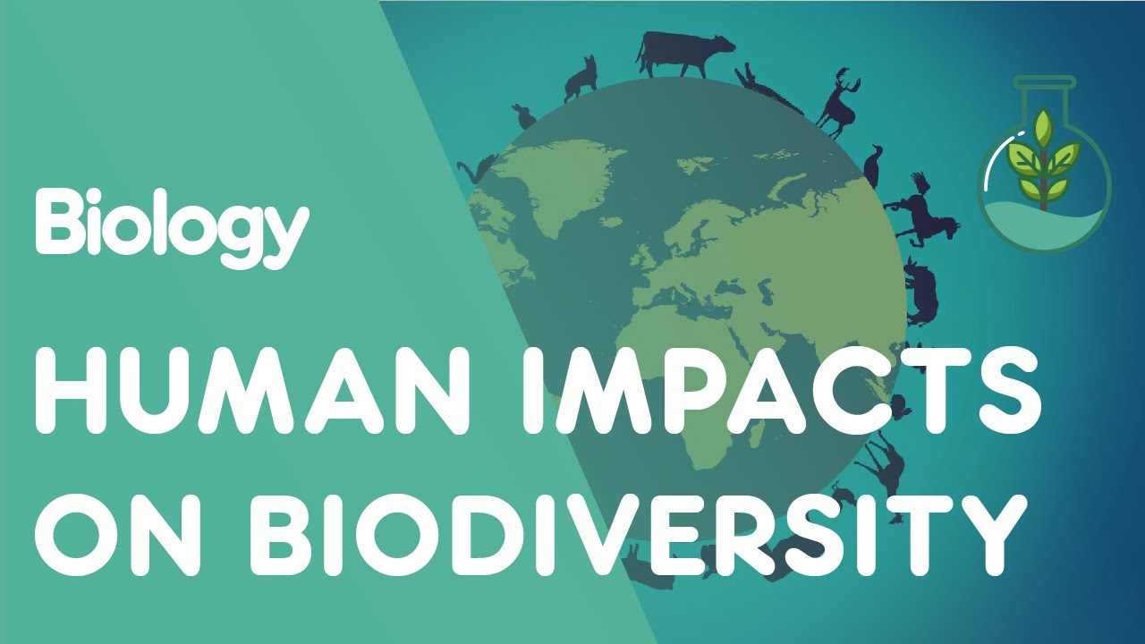 How do humans affect biodiversity positively?