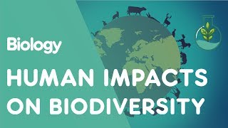 Human Impacts on Biodiversity | Ecology and Environment | Biology | FuseSchool