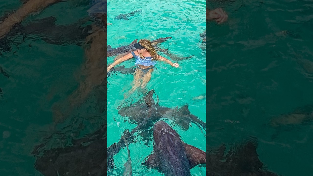 Swim With Nurse Sharks🦈Compass Cay, Bahamas🇧🇸#shark #bahamas #swimwithsharks #exuma #caribbean