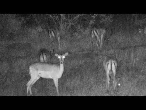 Djuma: Impala herd grazing in the night - 23:35 - 07/19/18