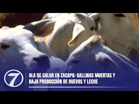 Ola de calor en Zacapa: gallinas muertas y baja producción de huevos y leche