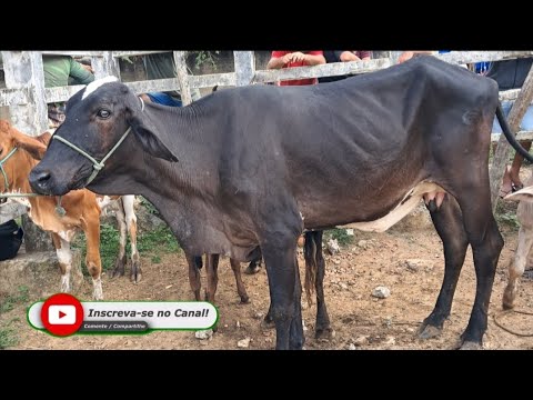 FEIRA DO GADO EM: SOLÂNEA-PB!!! "Parte2" 📹🏜🤠