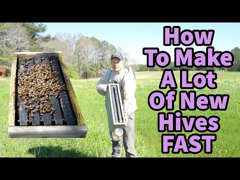 How To Make A lot Of New Hives FAST!!!