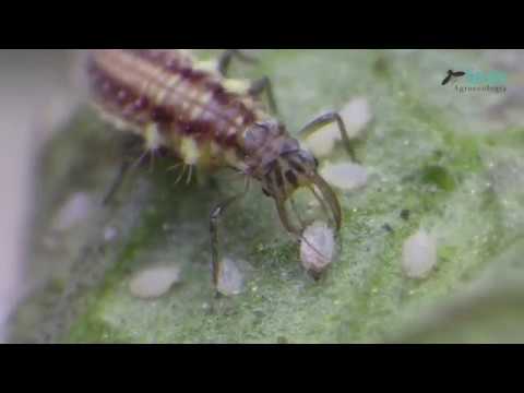 Larva de crisopa (Neuroptera: Chrysopidae)