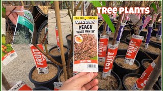 MENARDS STORE #usa #2023 #pinaylifeinusa #menards #store #windowshopping #plants