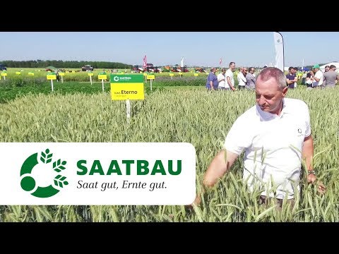 Hybridroggen KWS ETERNO