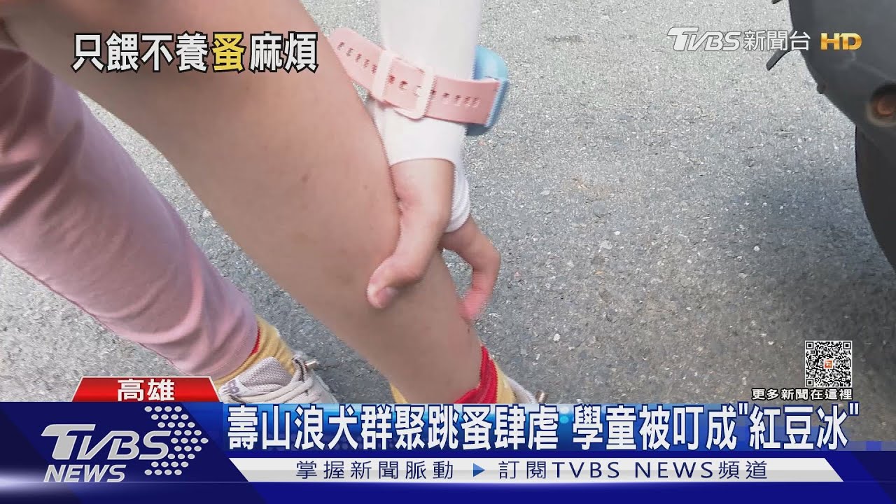 壽山浪犬多!愛狗人士私餵、跳蚤肆虐 孩童被咬成「紅豆冰」