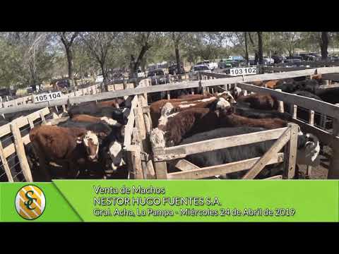 24-04-19 - Venta de Machos - Nestor Hugo Fuentes S.A. - Gral Acha