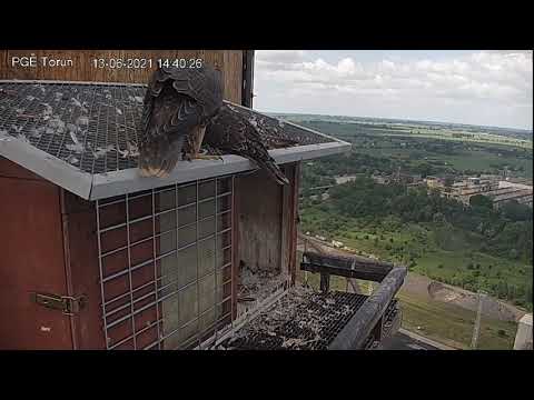Sokół wędrowny PGE Toruń - Brawo! Na daszku melduje się Wisełka 0CT.