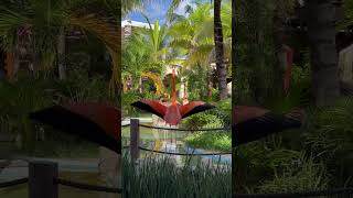 🇲🇽Travelogue - to the left, to the right and spread out the wings #costamaya #mexico #flamingo