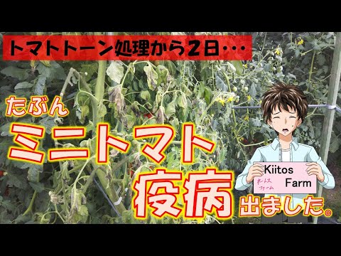 トマトの疫病の蔓延を阻止する奇跡のヒント!  庭園