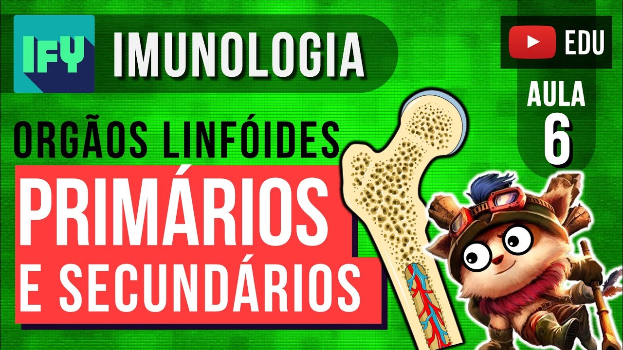 AULA 6 - Órgãos Linfoides Primários e Secundários (Órgãos de Defesa)