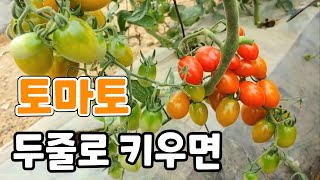 토마토 두줄로 키우면 주렁주렁 달린다! 곁순 삽목 방법