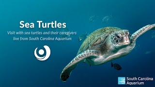 Live from Sea Turtle Rehabilitation! with the SOUTH CAROLINA AQUARIUM