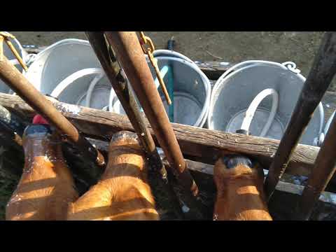 Artificial calf feeding with nepples