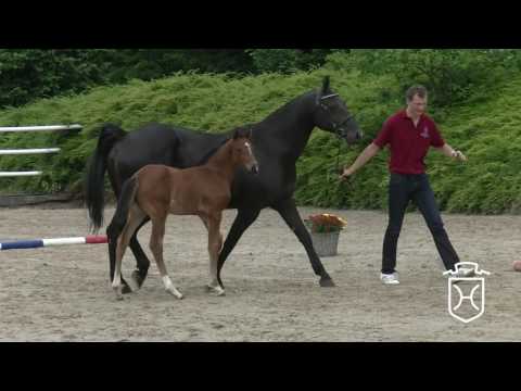 OH035 Stutfohlen von Dinken - Alcatraz - Royal Wash xx