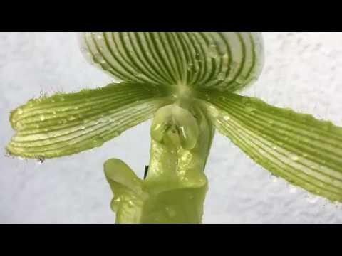 Green Paphiopedilum 'Lady Slipper' Orchid Update