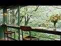 COZY CAFE MUSIC ☕️ RELAX / STUDY / WORK WITH FOREST VIEW (LI ..