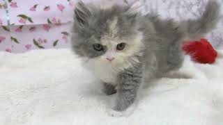 スコティッシュフォールドの動画01