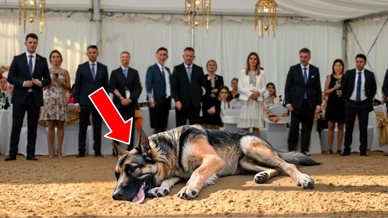 Rejected Senior Dog at Auction Gets Saved – This Emotional Story Touched Millions!