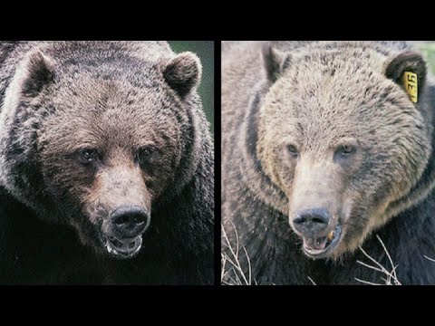 Showdown between two of Banff's biggest grizzlies