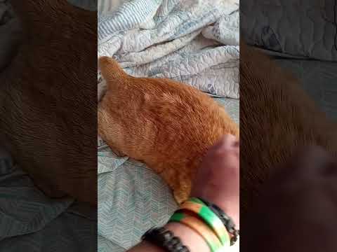Petting Dylan the Gray cat and tiger the orange hair cat in 32.8 seconds tonight #247