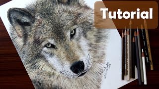 Cómo dibujar un lobo - Cómo dibujar pelo de animal - How to draw a Wolf