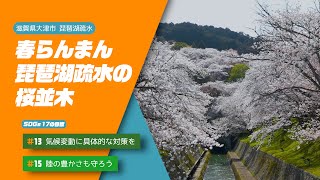 【野洲のおっさんSDGsニュース】春らんまん　琵琶湖疏水の桜並木（大津市）