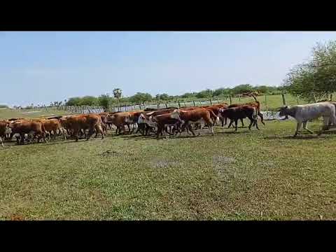 Terneros/as en Lomas de Vallejos, Corrientes