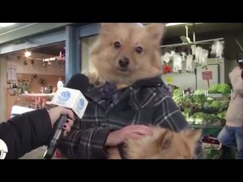 YTP Bari Vecchia - Il panzeresce