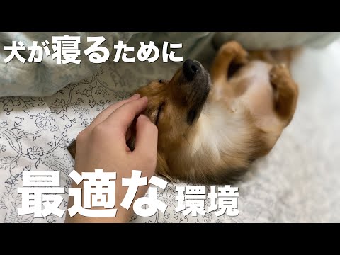 子犬を一晩中寝かせるにはどうすればいいですか?