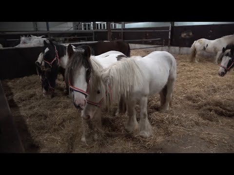 Calatorie in Olanda si Germania cu Ionut, Ema, Dragos si Mihaela 17 21 Oct 2022 Nou!!!