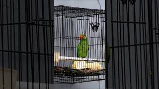 Download lagu PERKICI GACOR mp3 Download lagu PERKICI GACOR mp3