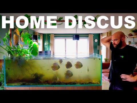 Building A Home Discus Aquarium (EP1)