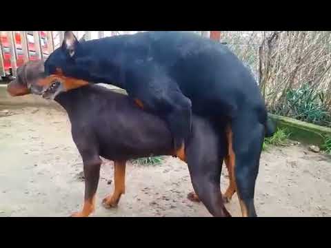Dog Mating 69
