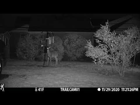 buck 1 spike backyard C1 29NOV2020 1122PM