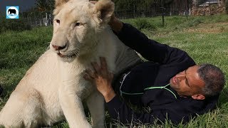 Playing With White Lion Named Princess