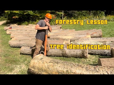 Some practical forestry for everyone, and some basic tree identification.